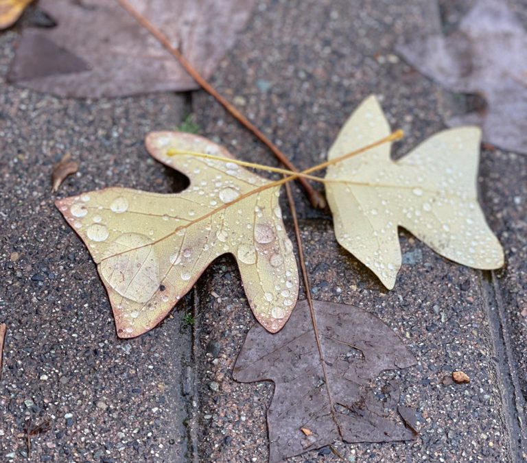Photo of two leaves on ground with dew